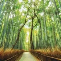 Панно бамбуковый лес из мозаики 0106-211